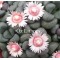 Aloinopsis Schooneesii - Seed